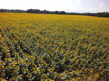 Sunflower Field