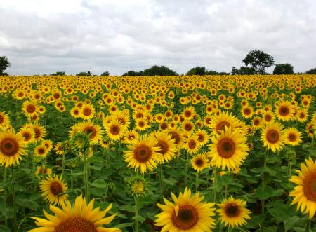 Sunflower Field