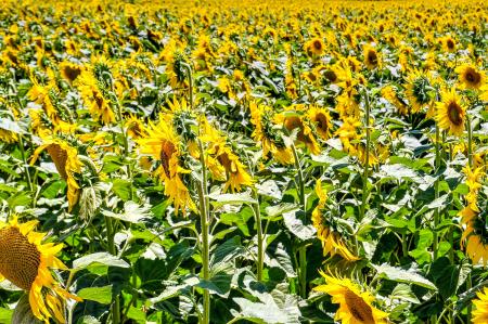 Sunflower Fields Under Sunlight