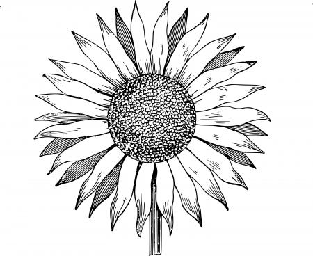 Sunflowers in monochrome