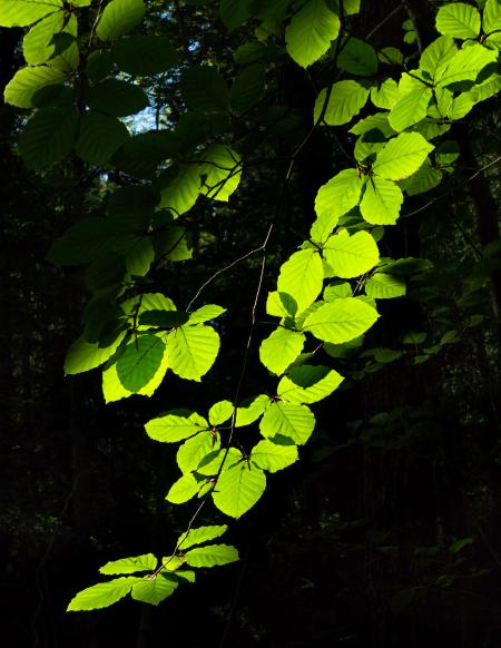 Sunlight on beech leaves in Gullmarsskogen ravine 3