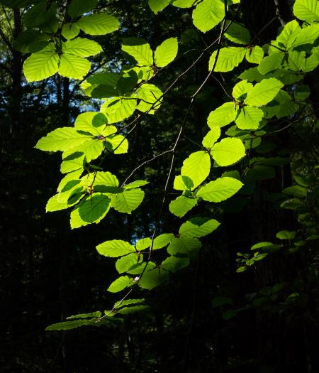 Sunlight on beech leaves in Gullmarsskogen ravine 4