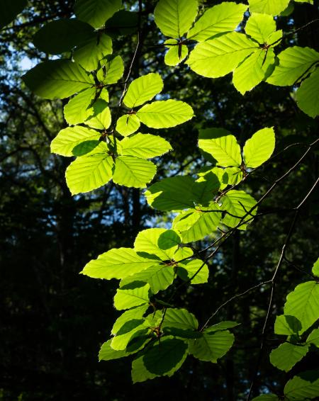 Sunlight on beech leaves in Gullmarsskogen ravine 5