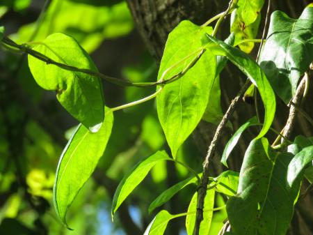 Sunlight on Green Ivy Leaves