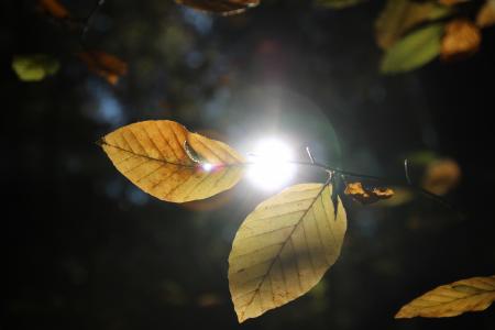 Sunlight through the Leaves