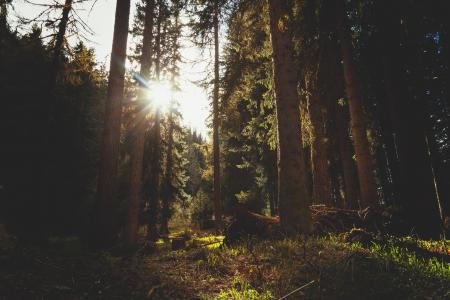 Sunlight Through Trees in a Forest