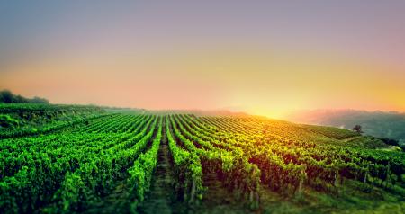 Sunrise Over the Vineyard
