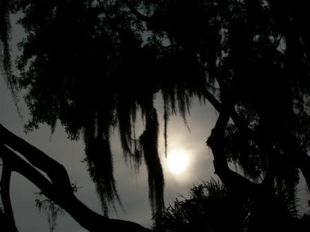Sunset Behind A Cypress Tree