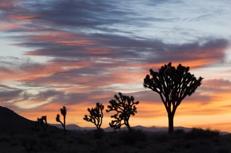 Sunset in the Desert