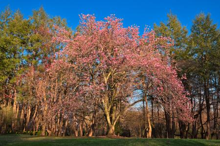 Sunset Magnolia Tree - HDR