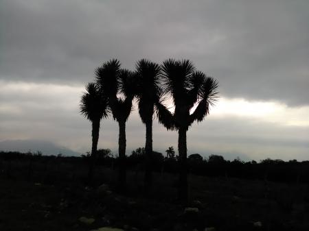 Sunset over Joshua Tree