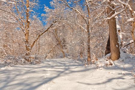 Susquehanna Winter Forest Trail - HDR