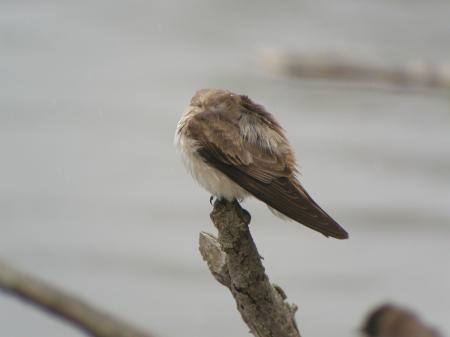 Swallow bird resting