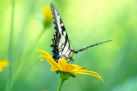 Swallow Tail on a Daisy