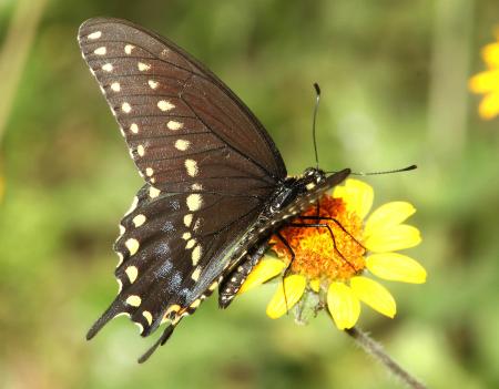 SWALLOWTAIL, BLACK (Papilio polyxenes) (4-18-12) male, national butterfly center, mission, tx (1)