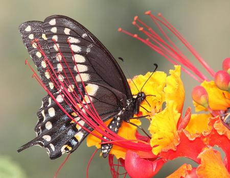 SWALLOWTAIL, BLACK (Papilio polyxenes) (9-8-11) male, 78 circulo montana, patagonia lake ranch estates, scc, az