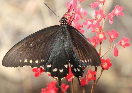 SWALLOWTAIL, PIPEVINE (Battus philenor) (4-5-11) pena blanca lake, scc, az - 03