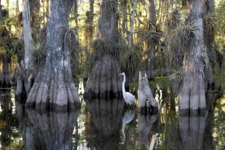 Swamp in the Water