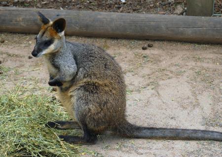 Swamp Wallaby