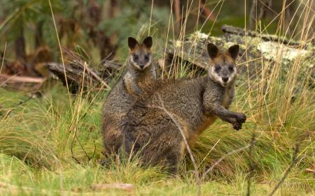 Swamp Wallaby