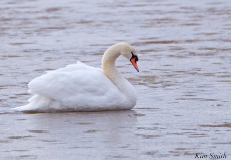 Swan