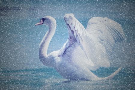 Swan