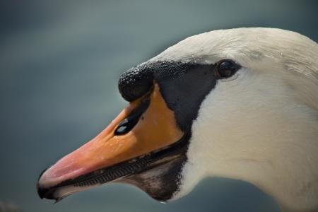 Swan Closeup