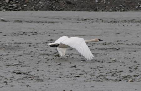 Swan Flying