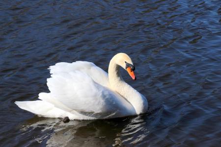 Swan in the Lake