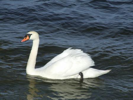 Swan in the Lake