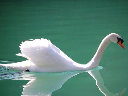 Swan in the Lake