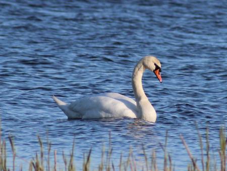 Swan in the Lake