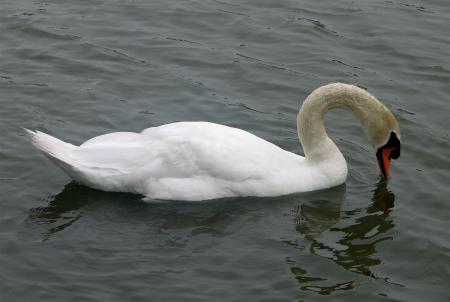 Swan in the Lake