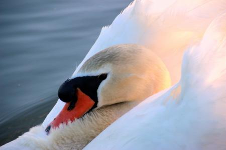 Swan in the Lake