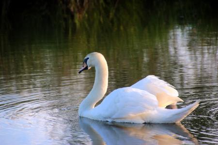 Swan in the Lake