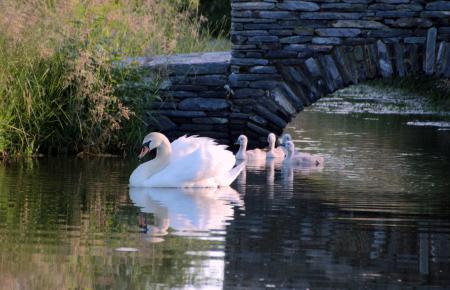 Swan in the Lake