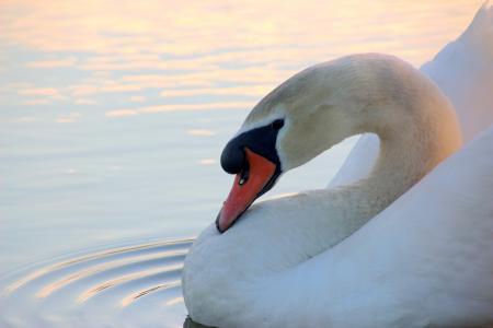 Swan in the Lake