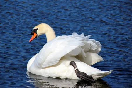 Swan in the Lake