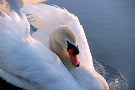 Swan in the Lake