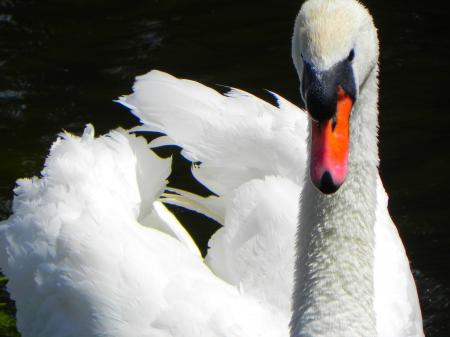 Swan in the Pond