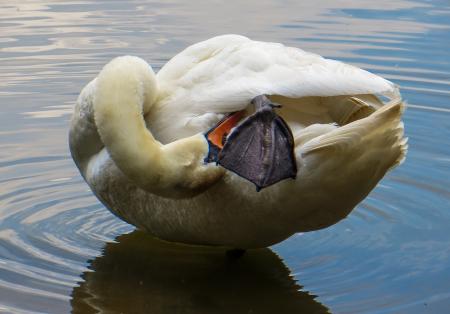 Swan in the River