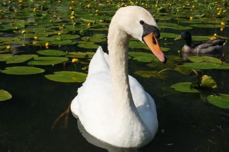 Swan in the River