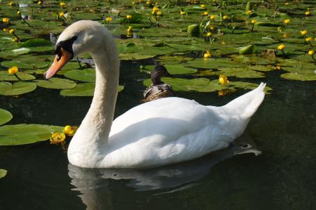 Swan in the River