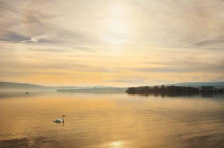 Swan in the River