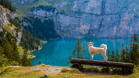 Swan on Lake Against Mountain