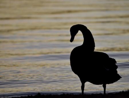 Swan on the Shore