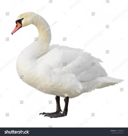 Swan standing