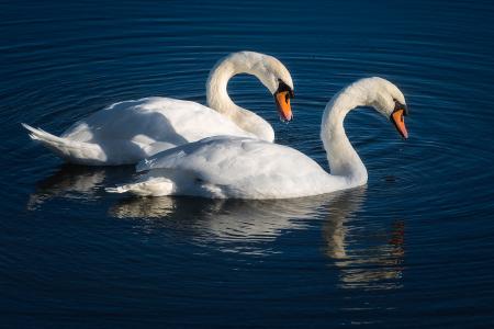 Swan Swimming