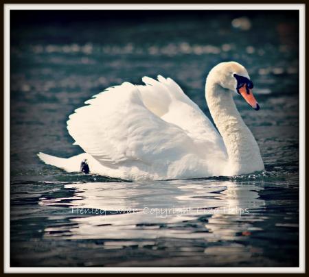 Swan Swimming