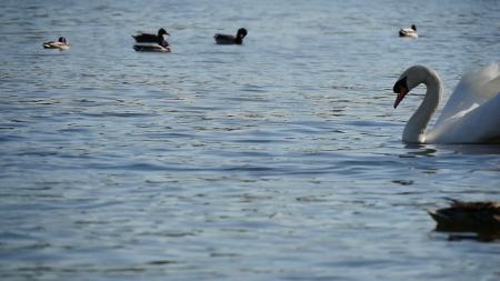 Swan Swimming